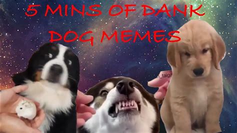 5 Mins Of Dank Dog Memes Youtube
