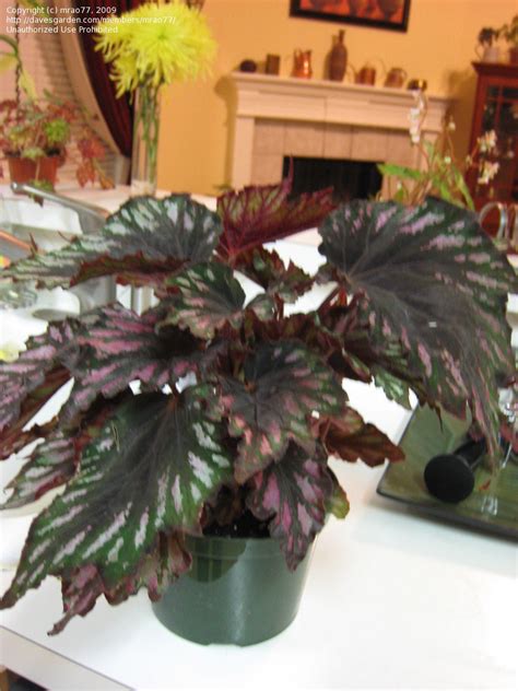 Plantfiles Pictures King Begonia Painted Begonia Painted Leaf