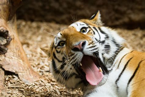 Funny Tiger A Pic From Samur The Male Amur Tiger At Tierg Flickr