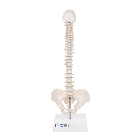 Anatomical Teaching Models Plastic Spinal Column Vert