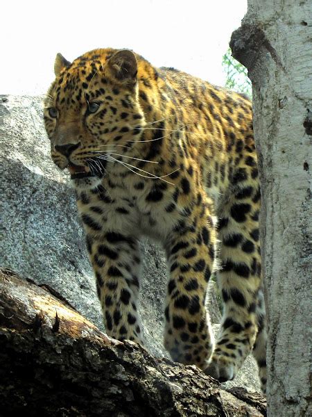 Amur Leopard Project Noah