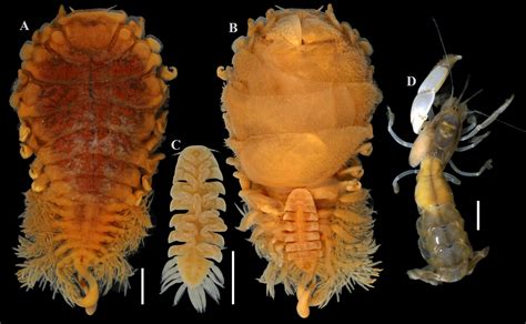 Crustacea Crustáceos Crustaceans Isópode Parasita Infecta Outros