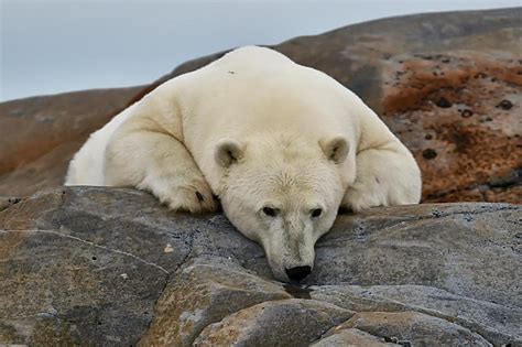 Polar Bear Season Churchill Photos Churchill Polar Bears