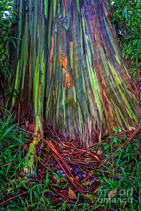 Rainbow Trees Of Maui Hawaii Photograph By Edward Fielding