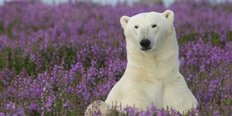 Arctic Tundra Animals Names Idalias Salon