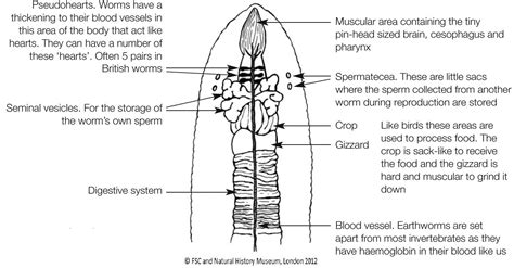 Earthworm Biology Earthworm Society Of Britain