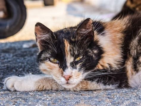 Iowa City Suspends Police Killing Feral Cats After Public Outrage Pet