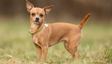 We like the fact this recipe contains salmon oil. 10 Best Dog Foods For Chihuahuas (2020 Guide)