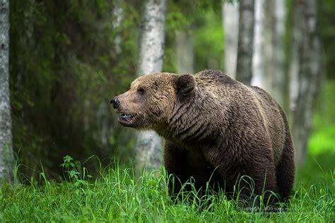 Eurasian Brown Bear Finlands Predators Tony Moss Wildlife Photographer