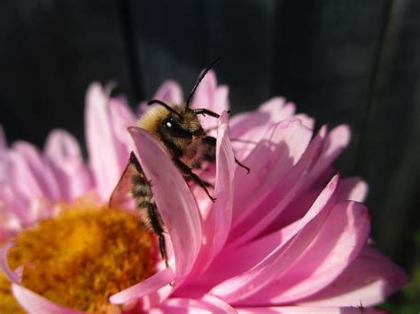 Hd Wallpaper Bumblebee Astra Flower Pink Bumblebees Insects