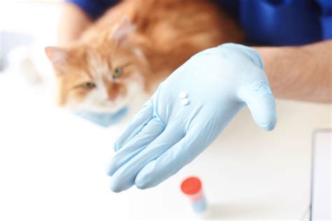 Getting Cats To Take Their Medicine The Journal