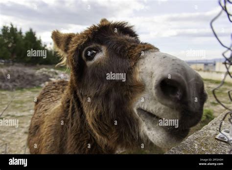 Donkey In Field Walking Animals And Nature Stock Photo Alamy