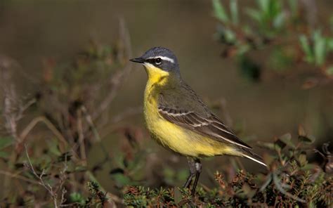 Eastern Yellow Wagtail Audubon Field Guide