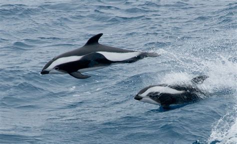 Whales And Dolphins You Didnt Know Existed