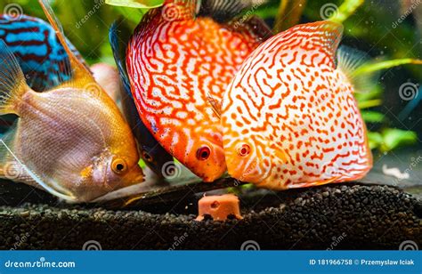Colorful Fish From The Spieces Symphysodon Discus And Angelfish In