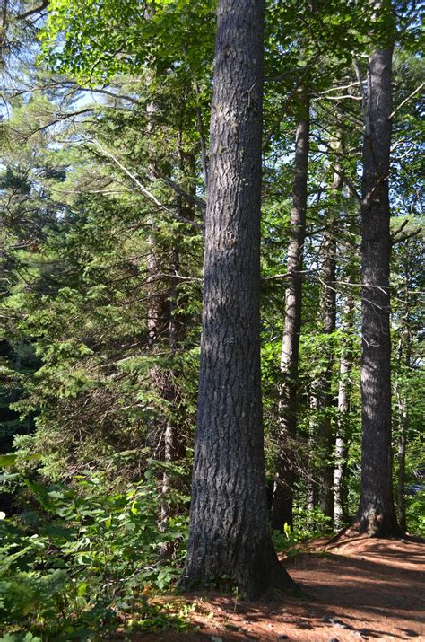 The Amazing Journey Of Ontarios Provincial Tree
