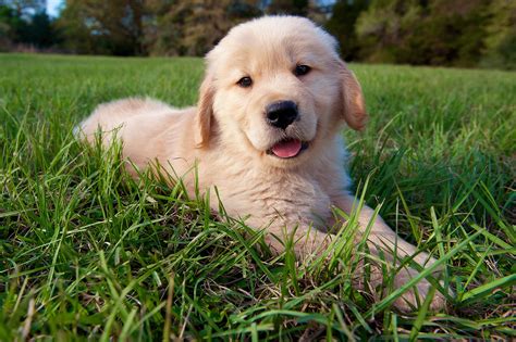 Most Popular Dog Breeds In America In 2016