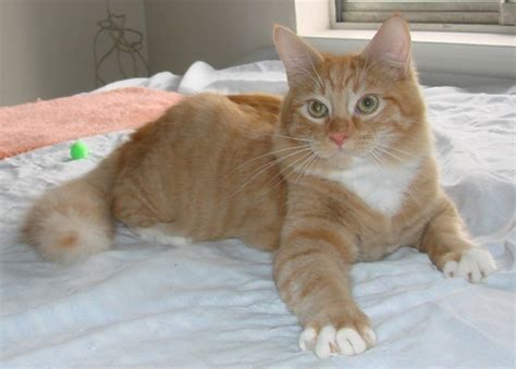 Most are simply domestic short hairs. ADOPTED: #NS03090: Chester