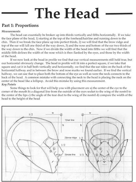 Head Anatomy Human Anatomy Drawing Anatomy Study Human Figure