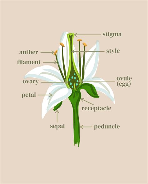 Flower Anatomy Best Flower Site