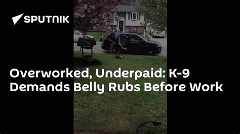 Overworked Underpaid K 9 Demands Belly Rubs Before Work 02052018