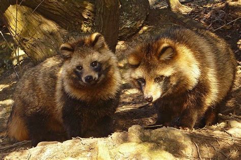 Raccoon Dog Animal Facts Nyctereutes Procyonoides A Z Animals