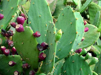 Los cactus son un tipo de plantas caracterizados por su gran resistencia a las condiciones extremas de calor, por el hecho de retener el agua en sus tallos, hojas o raíces. ¿De Qué se Alimentan los CACTUS? -【EcoBotanico】