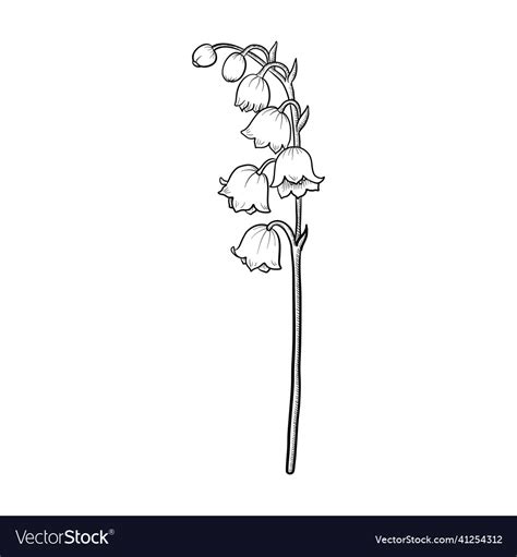 Drawing Flower Of Lily Valley Royalty Free Vector Image