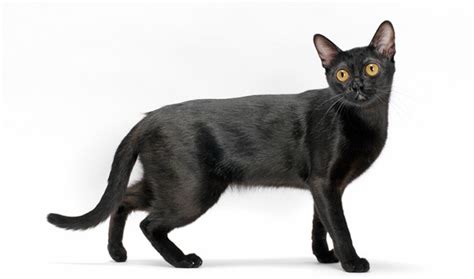 Bombay Cat Breed Information