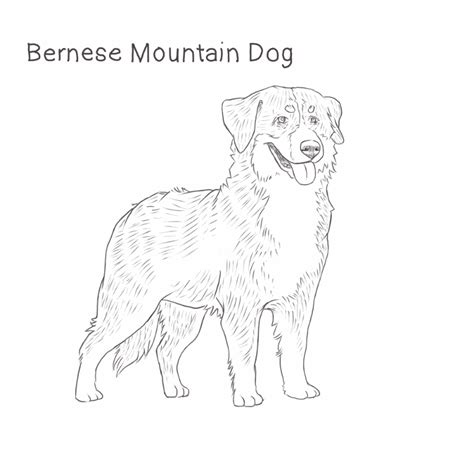Bernese Mountain Dog Coloring Pages Sketch Coloring Page