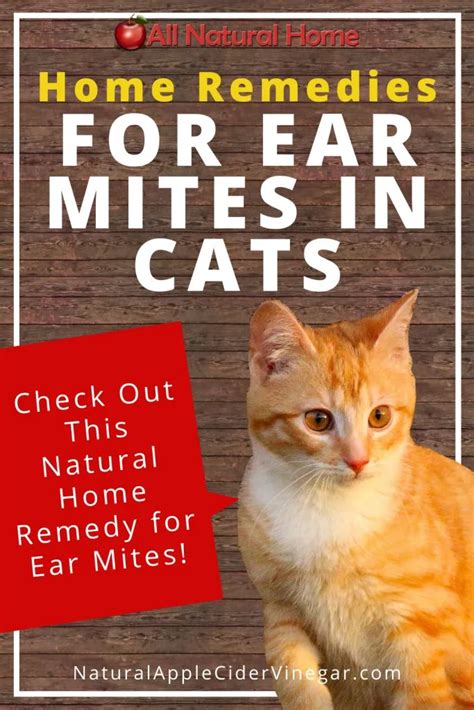 How To Treat Cats For Ear Mites At Home Small Cats