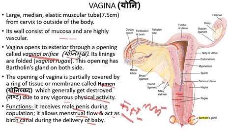 Vagina योनि And External Genitalia Vulva बाव्ह्य जननांग Youtube