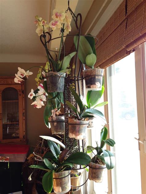 My World Of Orchids Creative Idea For A Hanging Orchid Chandelier