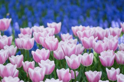 Tulips Buds Many Wallpapers Hd Desktop And Mobile Backgrounds