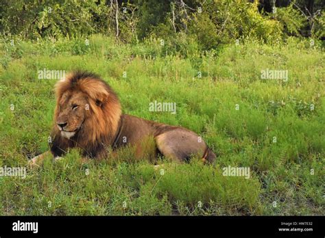 Male Lion Laying Down In The Grass Stock Photo Alamy