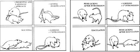Figure 1 Different Components Of Male And Female Rat Sexual Behaviors