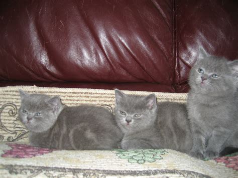 British Shorthair Cats For Sale Dallas Tx 274792