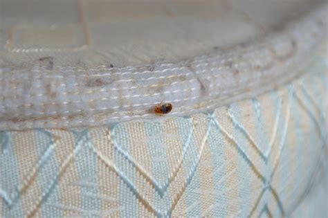 Bed Bugs Biology And Entomology Abra Kadabra