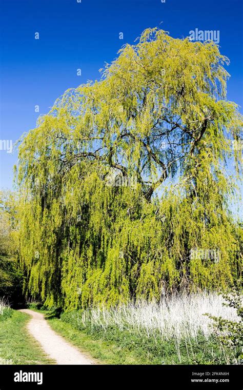 A Weeping Willow Tree Salix Babylonica Resplendent In The Spring