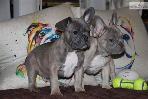 This trip to san diego with my french bull dog is really one of my favourite petcations of all. French Bulldog puppy for sale near San Diego, California. | 85d5a093-0fc1