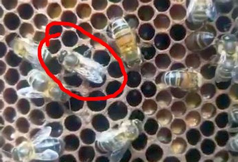 At Least One Of These Bees Is A Laying Worker Laptrinhx News