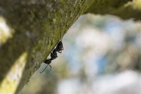 Large Ant On A Tree Stock Photo Image Of Ants Isolated 217231020