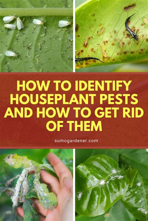 How To Identify Houseplant Pests And How To Get Rid Of Them Plant