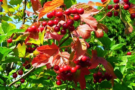 Viburnum Fruits Branch Free Photo On Pixabay Pixabay