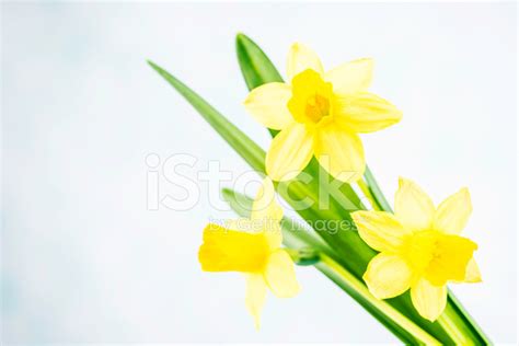 Easter Daffodils With Copy Space Stock Photo Royalty Free Freeimages