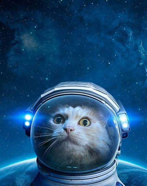 Check out space articles and videos on our space channel. Pin by Jeanmarie Denning on 3 | Space cat, Cute animals ...