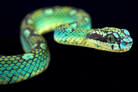 What Makes A Snake A Pit Viper Troma