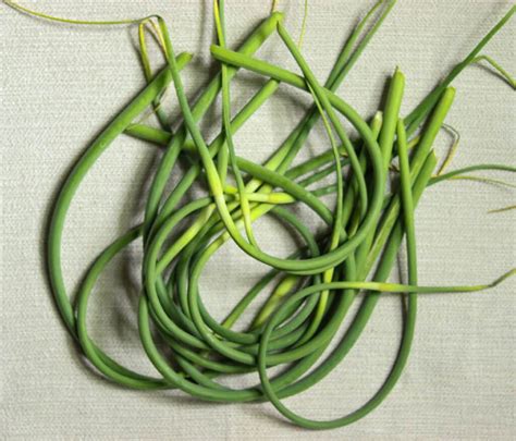 Complete Guide To Garlic Scapes And Leek Scapes With Cooking Tips