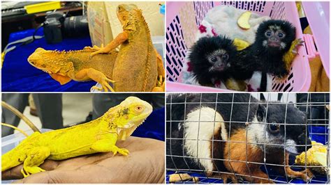 Rare Species Of Exotic Animals Seized At Chennai Airport Smuggling