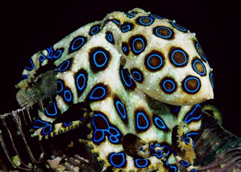 Life Of Greater Blue Ringed Octopus Life Of Sea